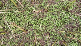 Does RL data back up pod shatter resistance claims?